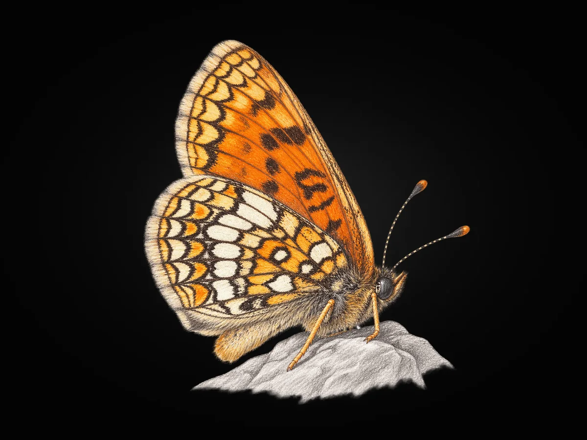 Melike Amannisa - Kanat altı · Ventral