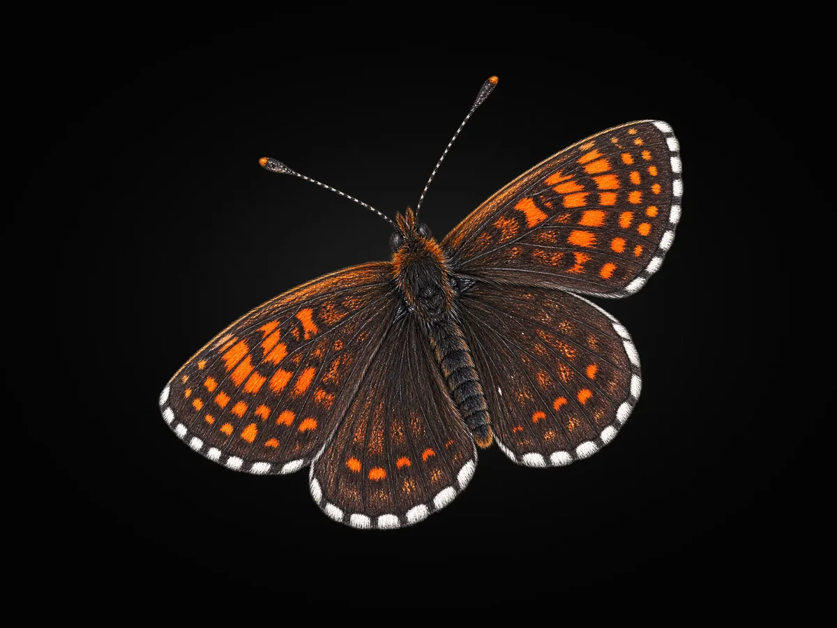 Posoflu Amannisa - Kanat üstü · Dorsal