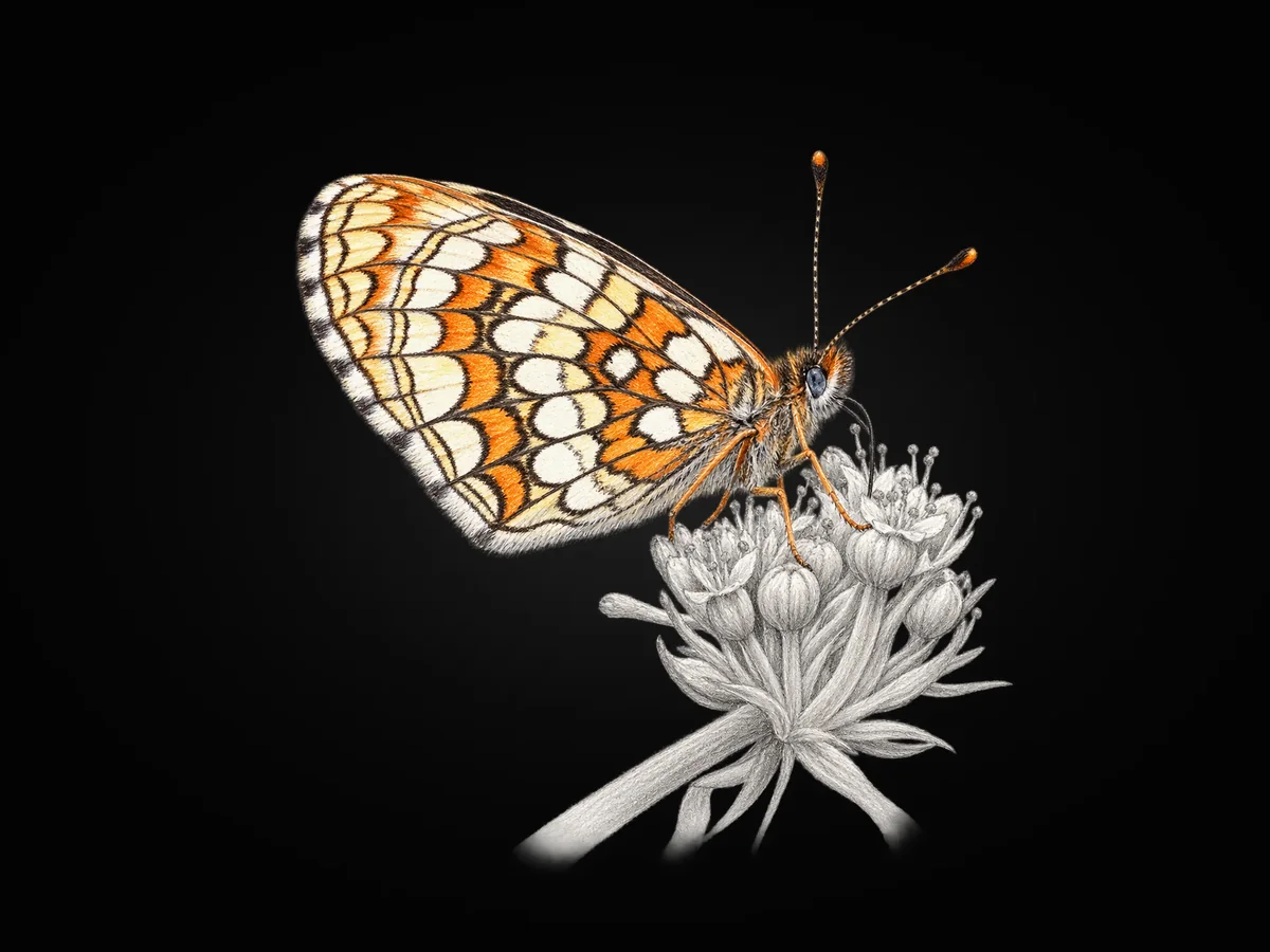 Posoflu Amannisa - Kanat altı · Ventral
