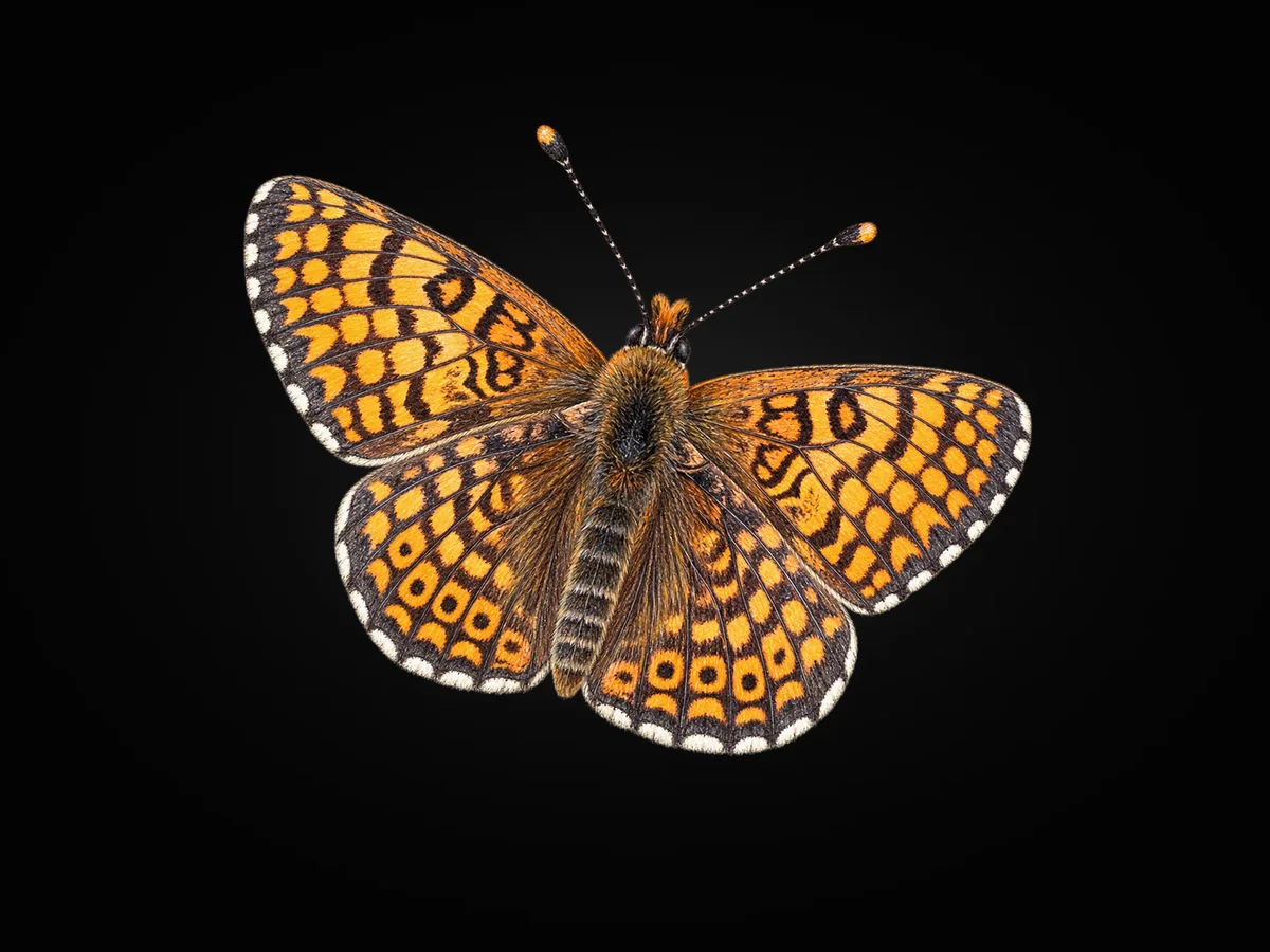 İparhan - Kanat üstü · Dorsal