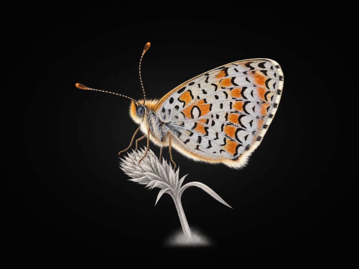 Hataylı İparhan - Kanat altı · Ventral
