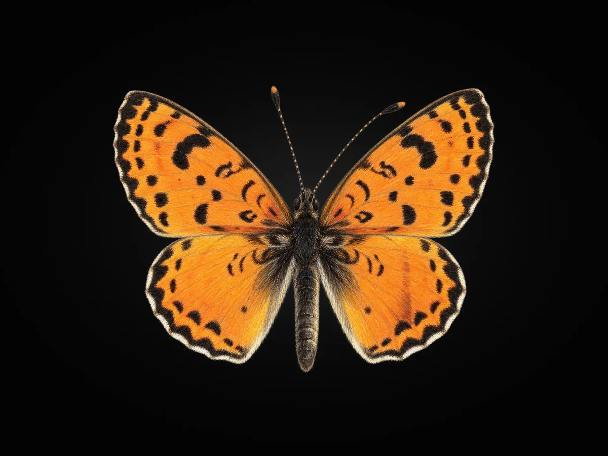 İranlı İparhan - Kanat üstü · Dorsal
