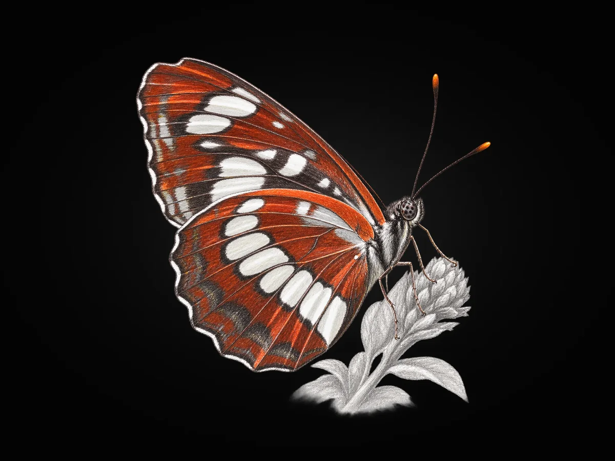 Süzülen Karakız - Kanat altı · Ventral