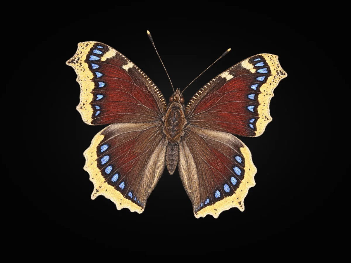 Sarı Bandlı Kadife - Kanat üstü · Dorsal