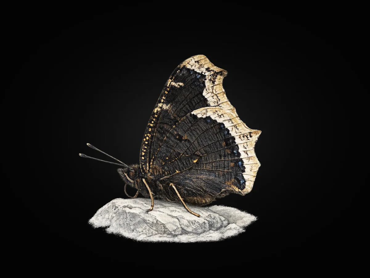 Sarı Bandlı Kadife - Kanat altı · Ventral
