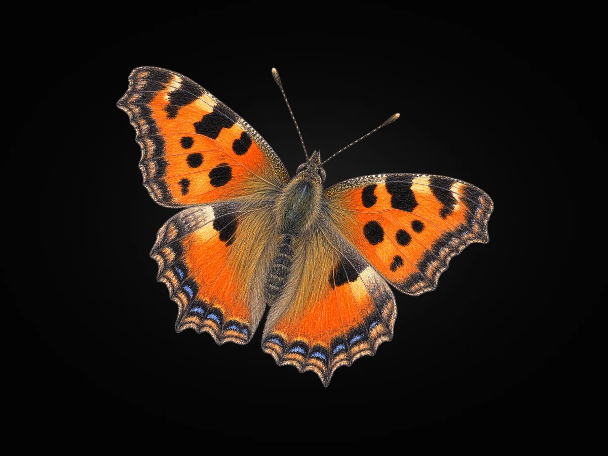 Karaağaç Nimfalisi - Kanat üstü · Dorsal