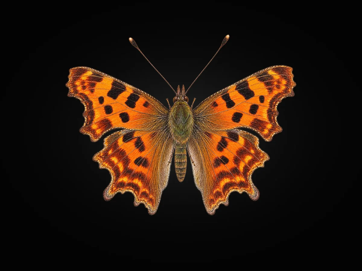 Yırtık pırtık - Kanat üstü · Dorsal