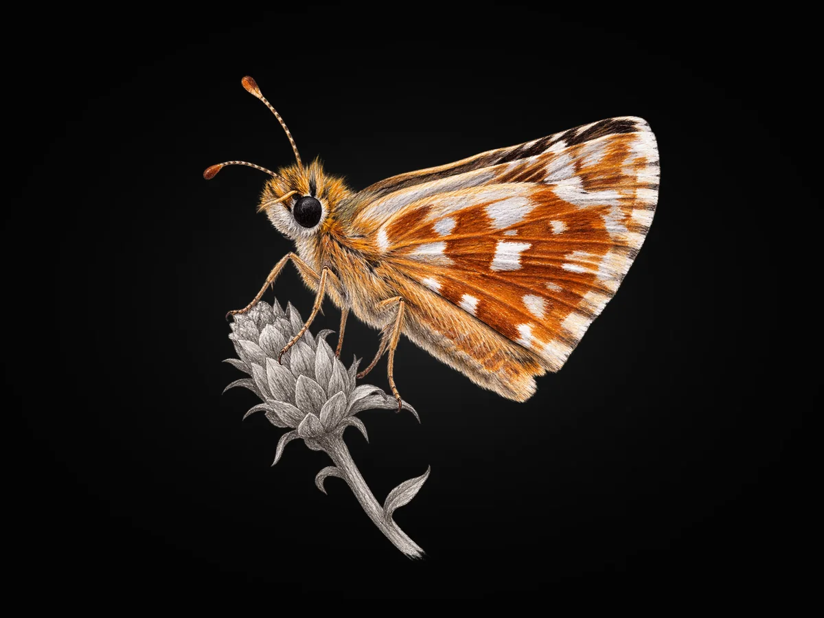 Beşparmakotu Zıpzıpı - Kanat altı · Ventral