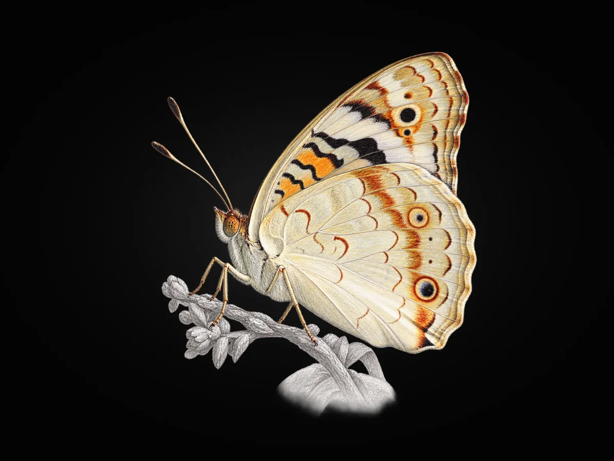 Dicle Güzeli - Kanat altı · Ventral