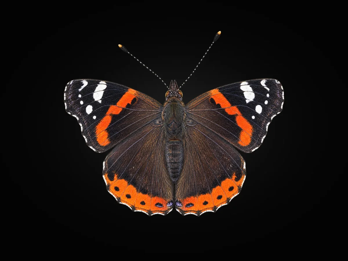 Atalanta - Kanat üstü · Dorsal