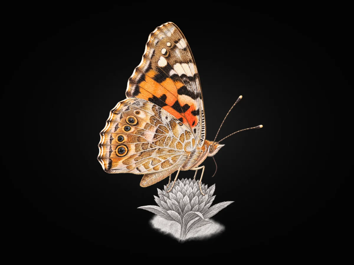 Diken Kelebeği - Kanat altı · Ventral