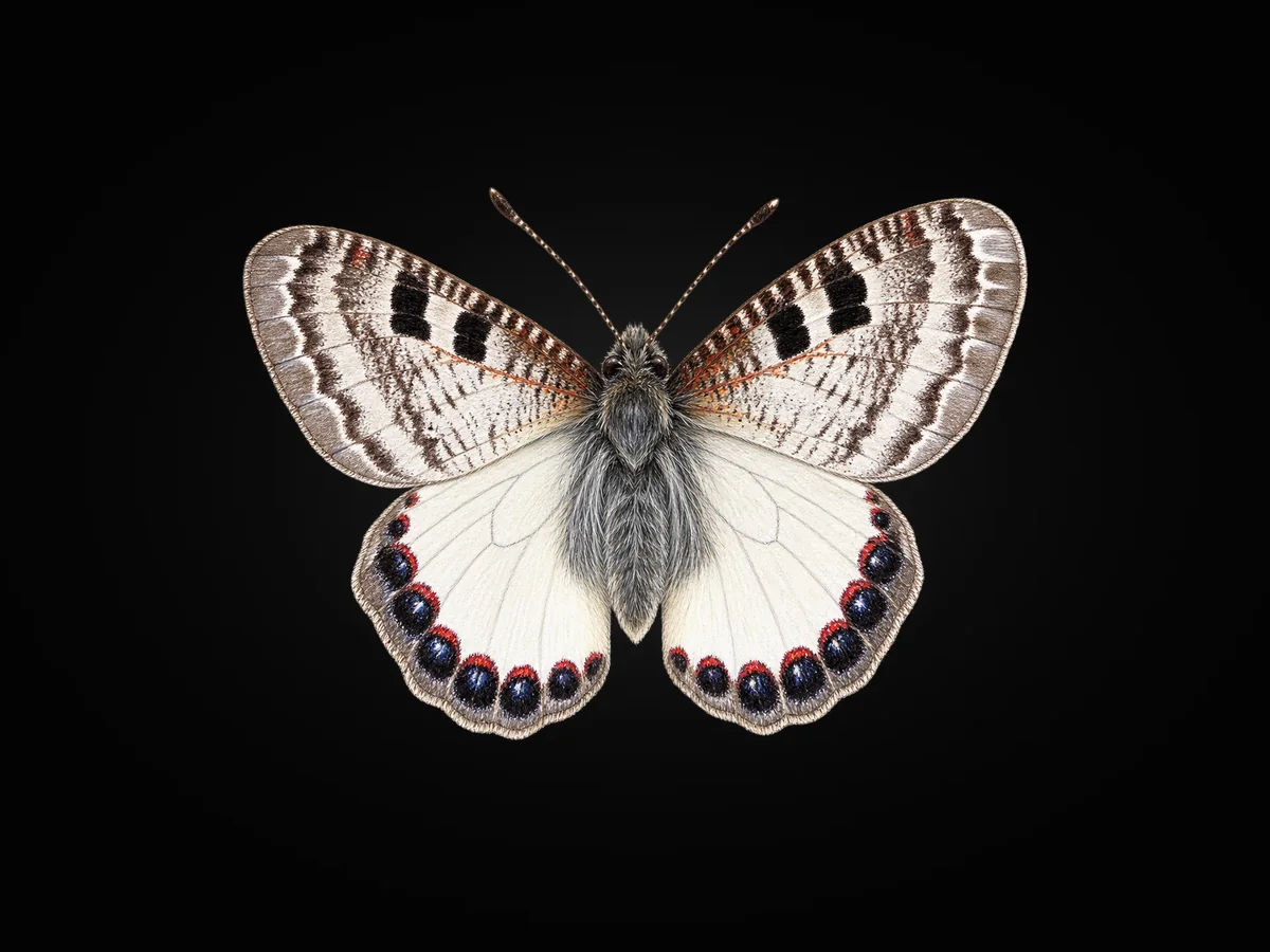 Küçük Yalancıapollo - Kanat üstü · Dorsal