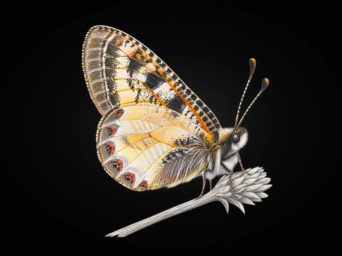 Küçük Yalancıapollo - Kanat altı · Ventral