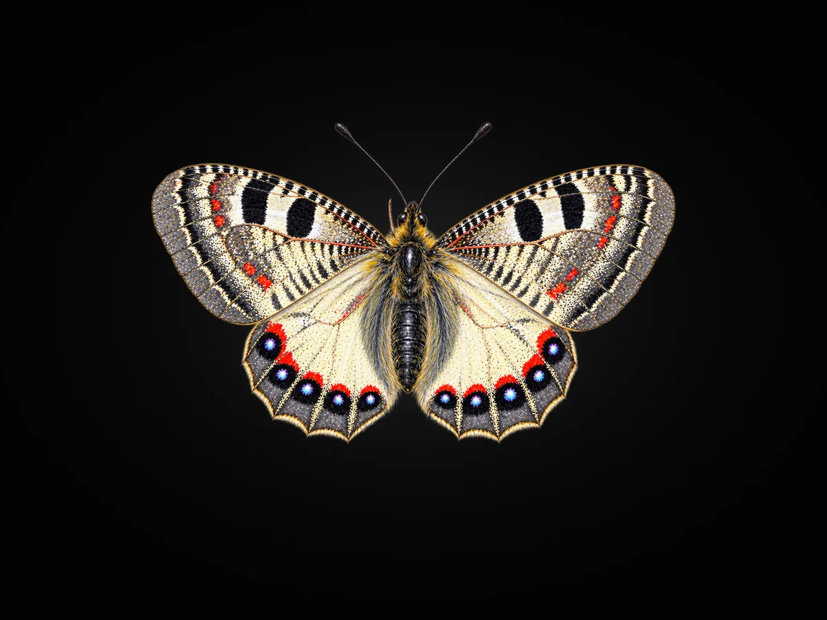 Yalancı Apollo - Kanat üstü · Dorsal