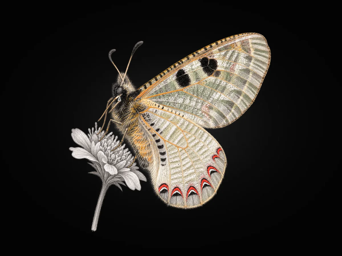 Yalancı Apollo - Kanat altı · Ventral