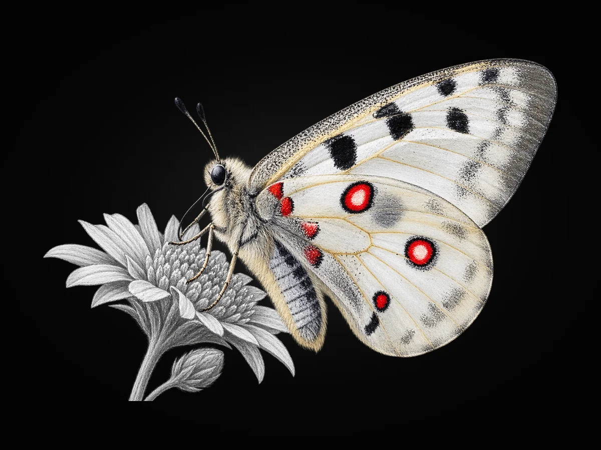 Apollo - Kanat altı · Ventral