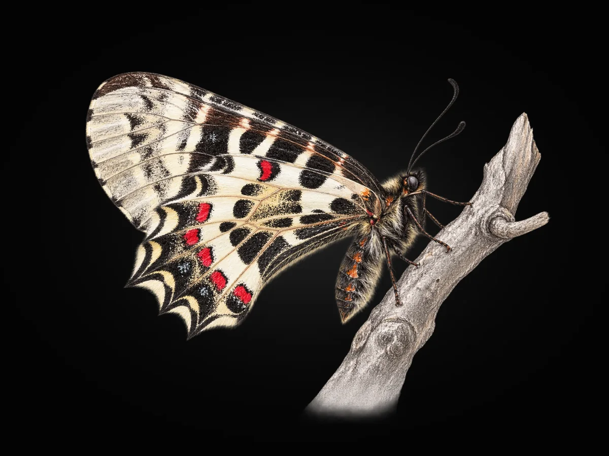 Step Fistosu - Kanat altı · Ventral