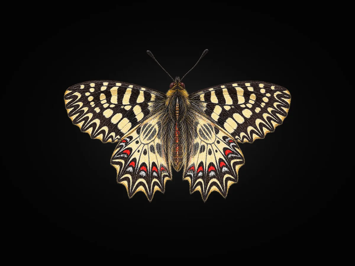 Güneyli Fisto - Kanat üstü · Dorsal