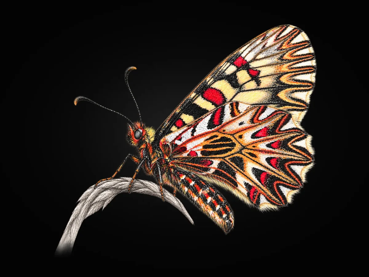 Güneyli Fisto - Kanat altı · Ventral