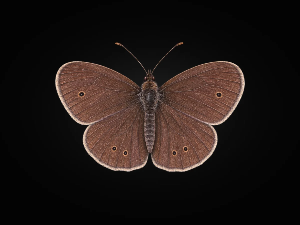Halkacık - Kanat üstü · Dorsal