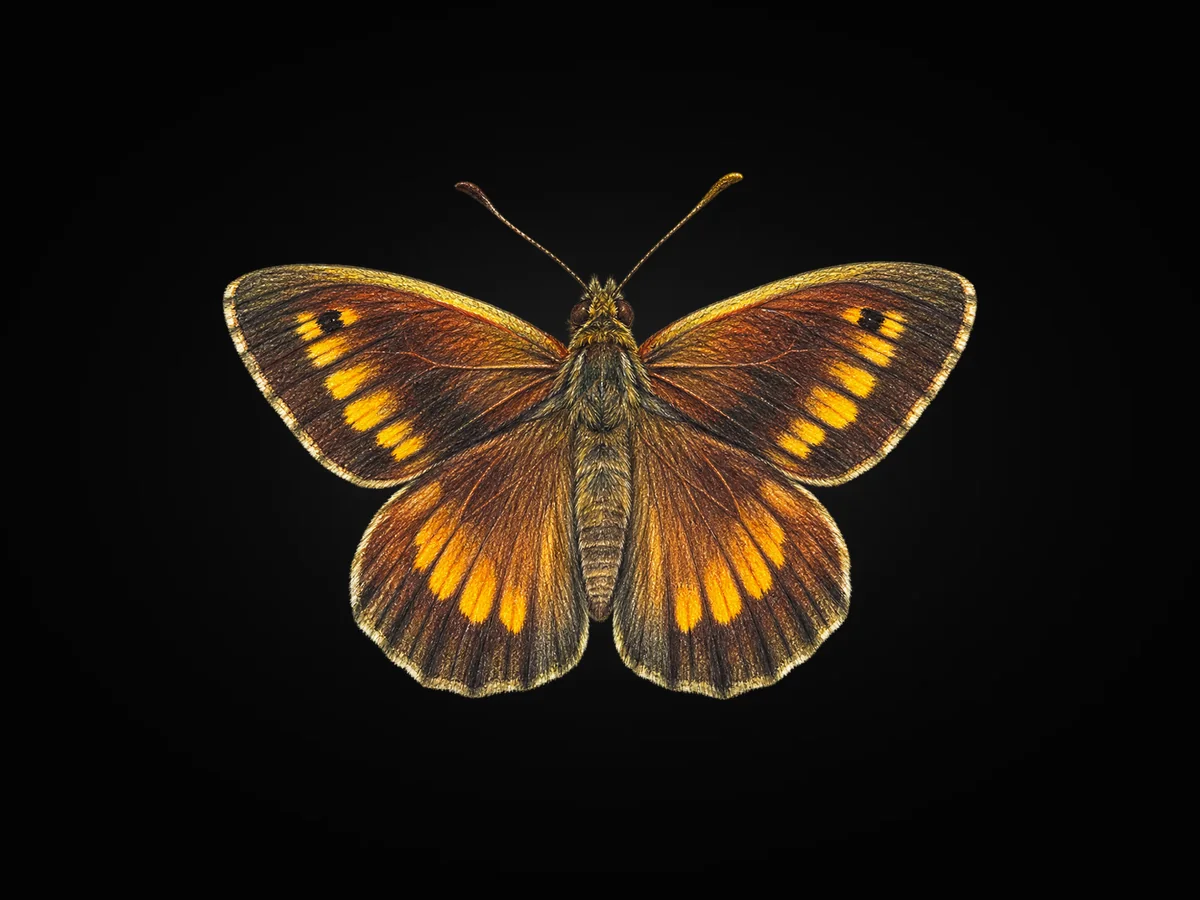 Seyit - Kanat üstü · Dorsal