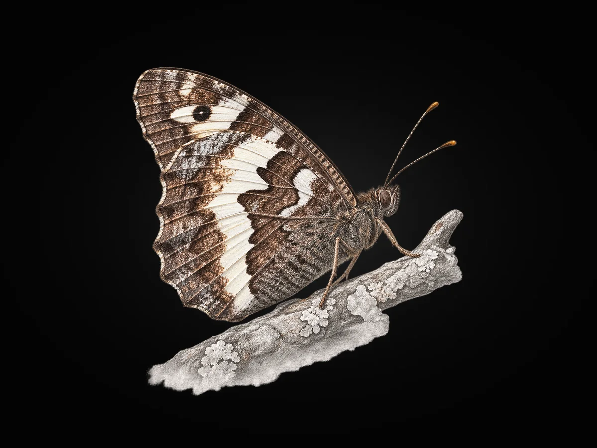 Karamurat - Kanat altı · Ventral