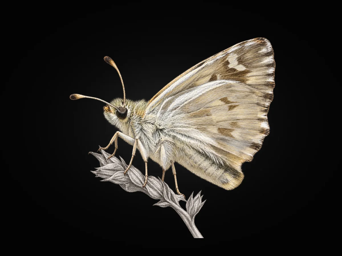Mermer Zıpzıpı - Kanat altı · Ventral