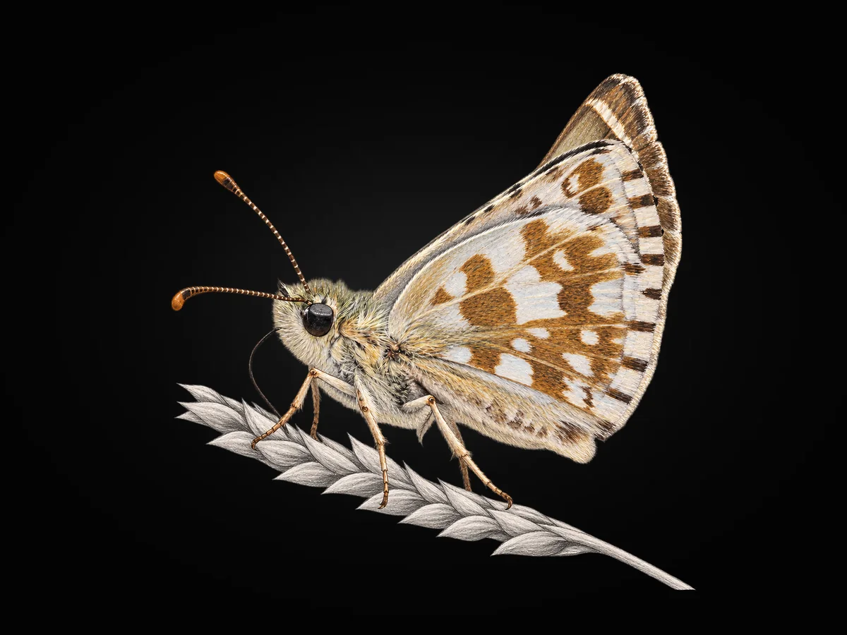 Güzel Zıpzıp - Kanat altı · Ventral