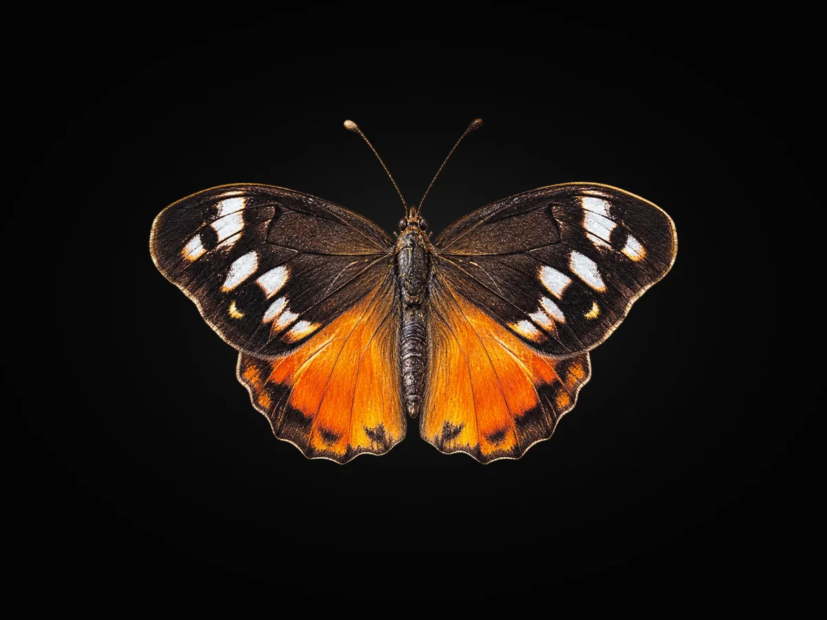 Kızıl Cadı - Kanat üstü · Dorsal