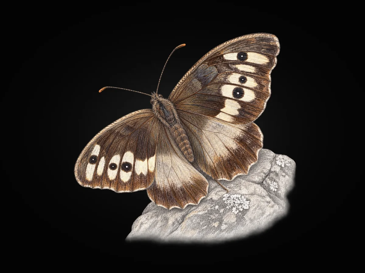 Cadı - Kanat üstü · Dorsal