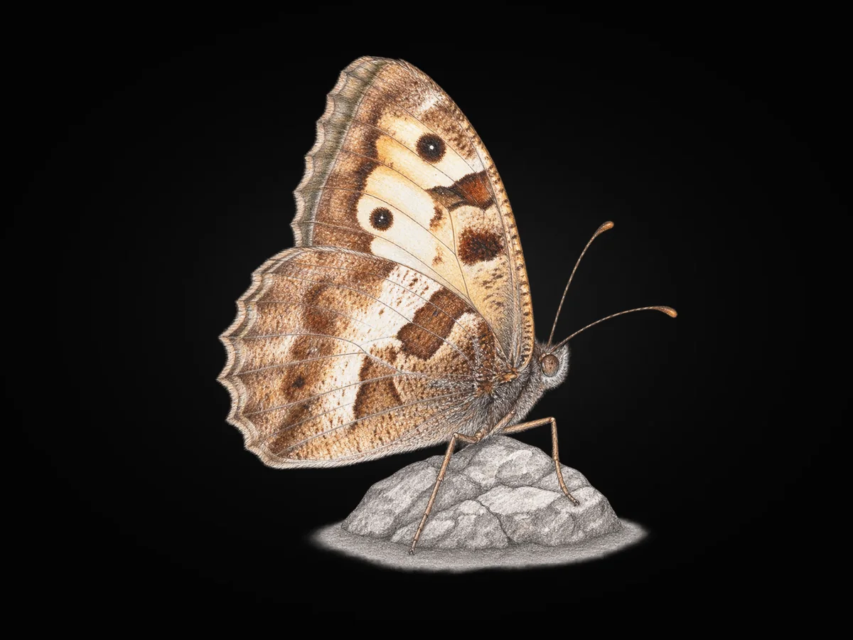 Cadı - Kanat altı · Ventral