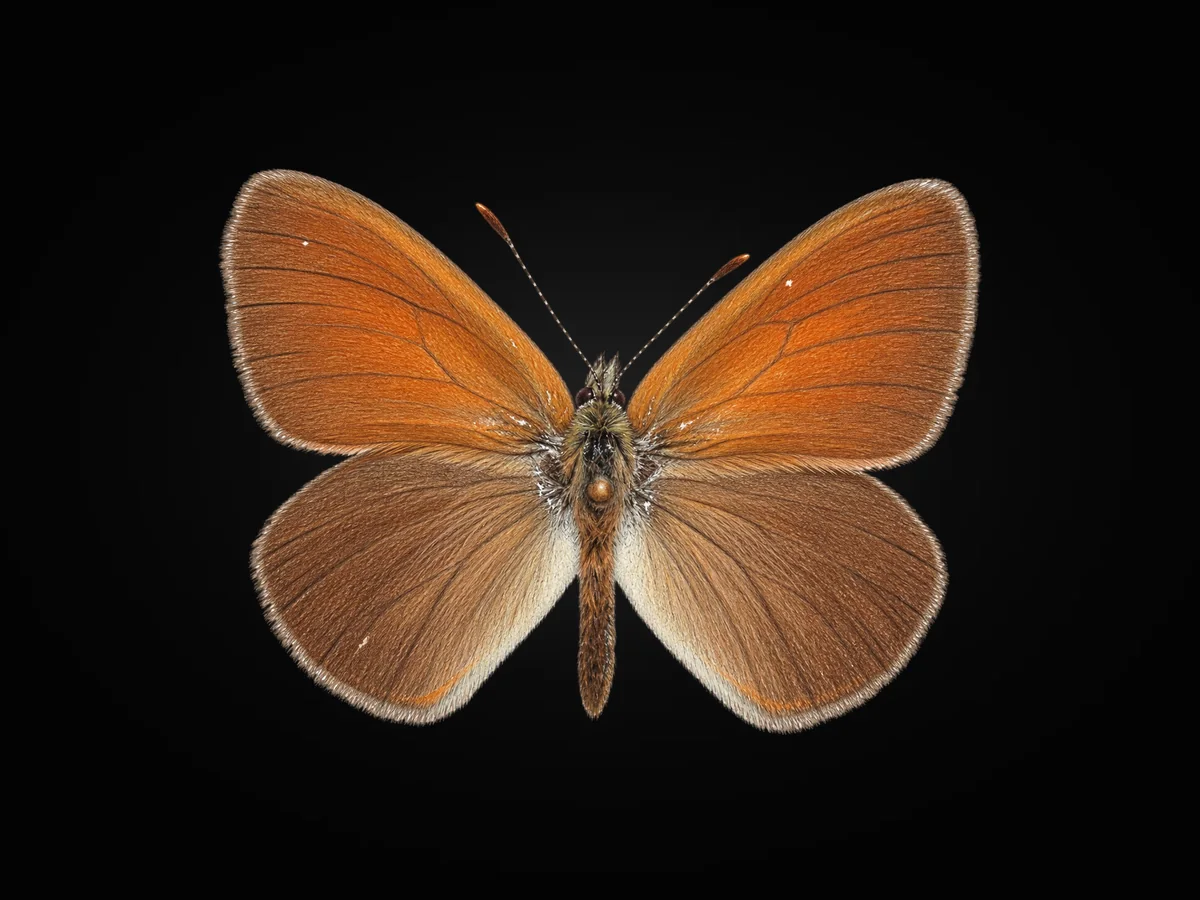 Orman Zıpzıp Perisi - Kanat üstü · Dorsal