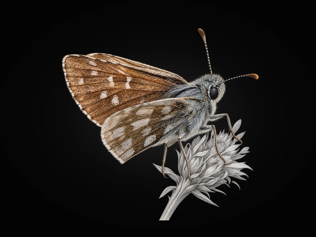 Kafkasya Zıpzıpı - Kanat altı · Ventral