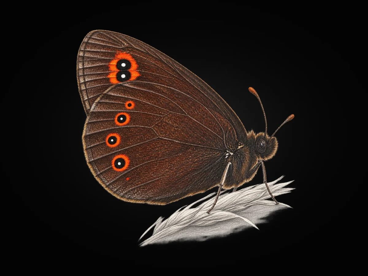 Orman Güzelesmeri - Kanat altı · Ventral