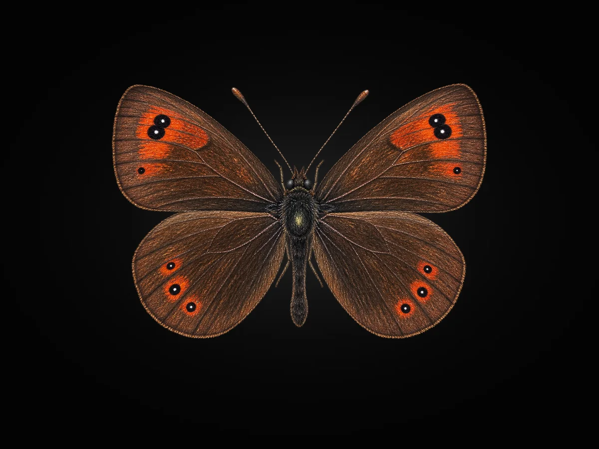 Harem Güzelesmeri - Kanat üstü · Dorsal