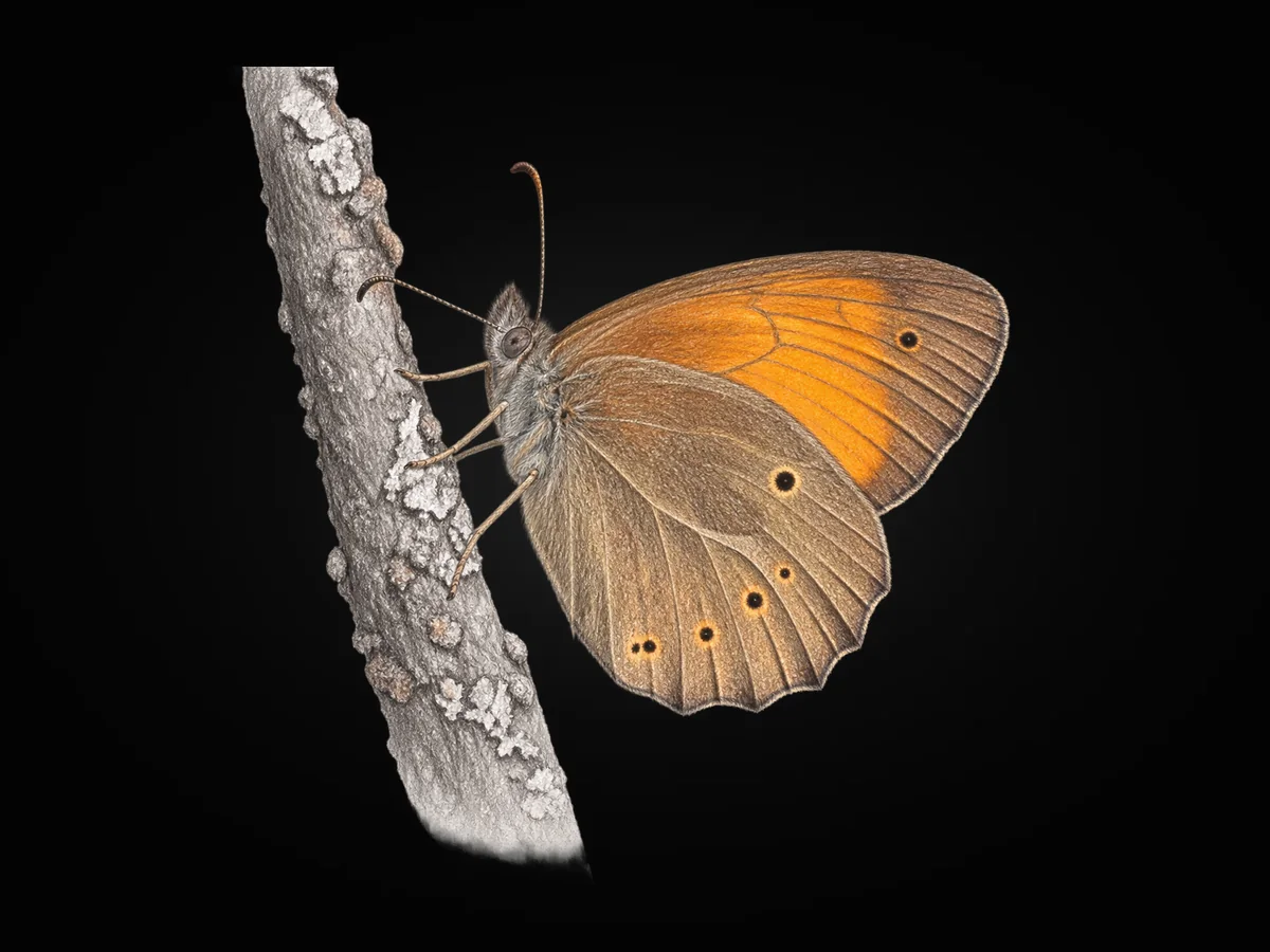 Kaya Esmeri - Kanat altı · Ventral