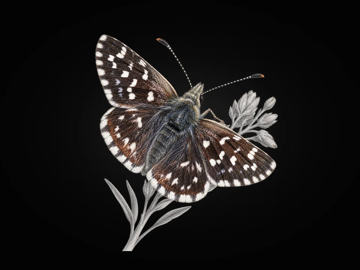 Ebegümeci Zıpzıpı - Kanat üstü · Dorsal