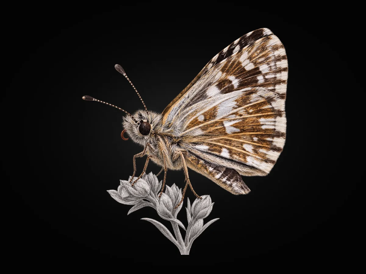 Ebegümeci Zıpzıpı - Kanat altı · Ventral