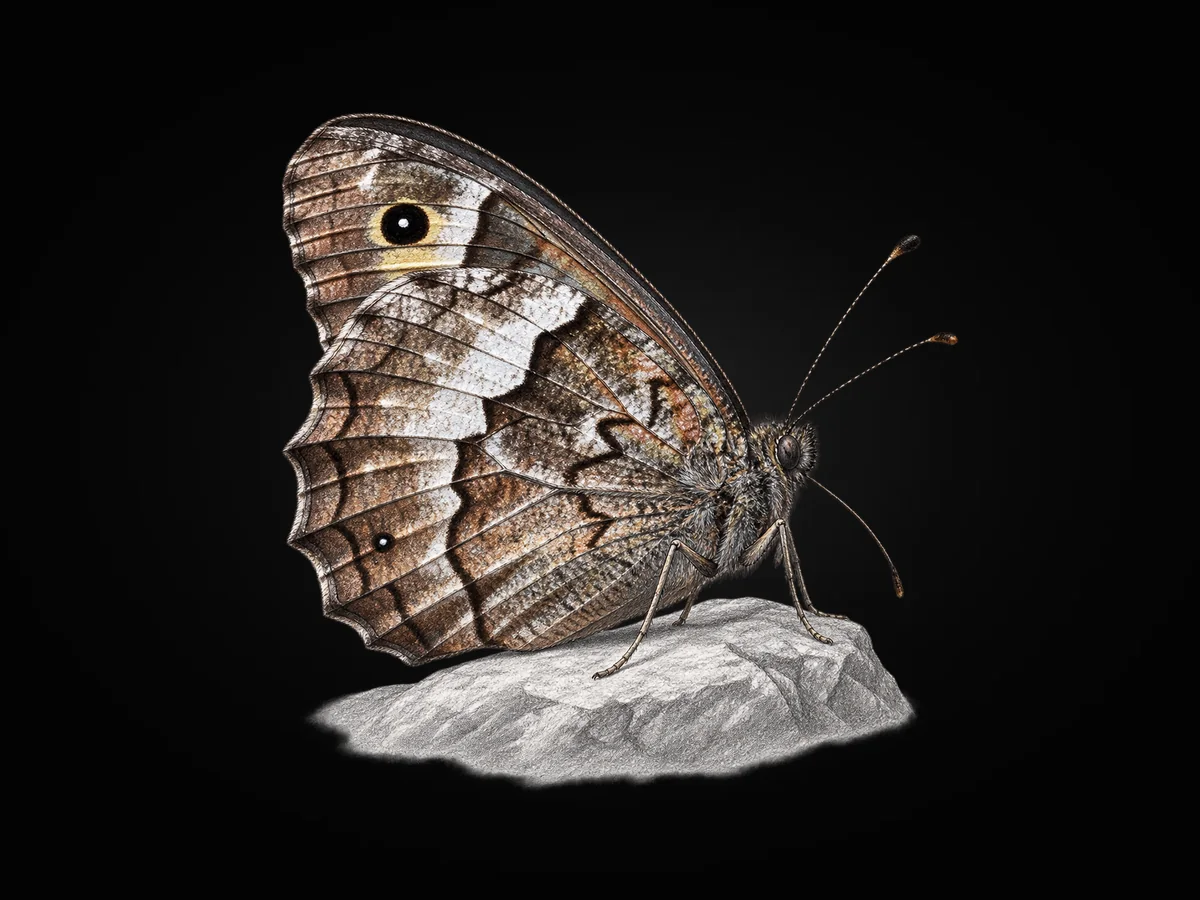 Büyük Karamelek - Kanat altı · Ventral