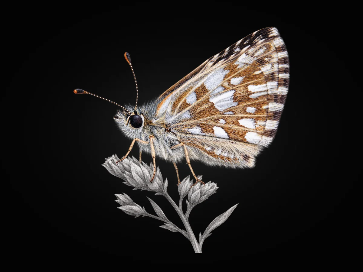 Ege Zıpzıpı - Kanat altı · Ventral