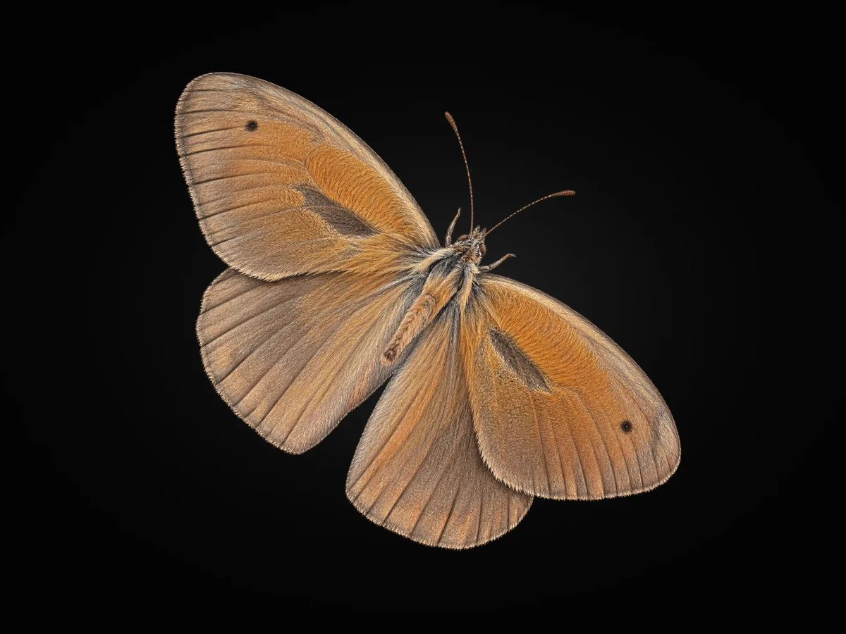 Esmerperi - Kanat üstü · Dorsal