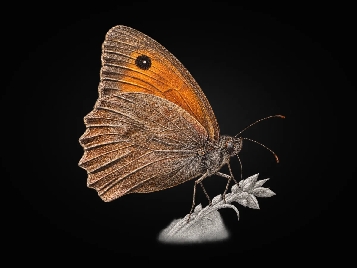 Esmerperi - Kanat altı · Ventral