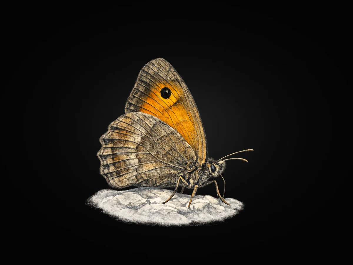 Yalancı Esmerperi - Kanat altı · Ventral