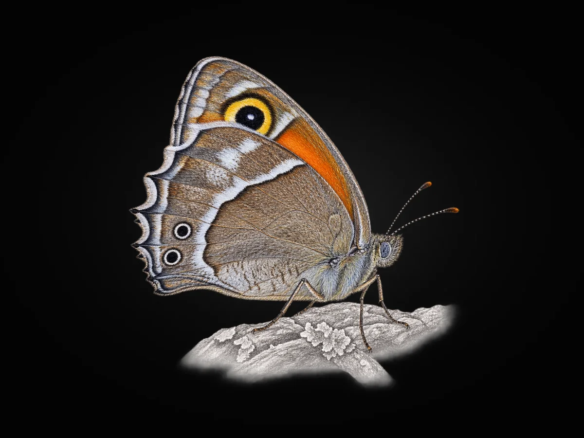 Ağrı Esmerperisi - Kanat altı · Ventral