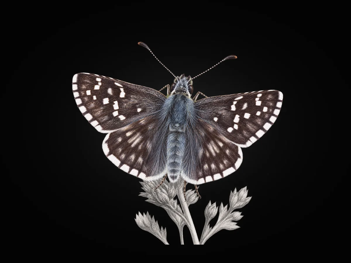 Zeytuni Zıpzıp - Kanat üstü · Dorsal