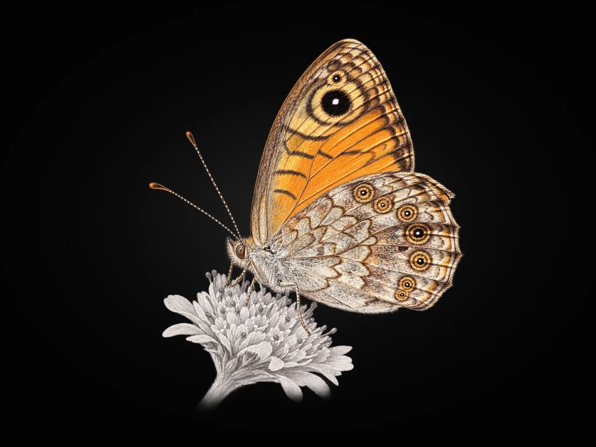 Küçük Esmerboncuk - Kanat altı · Ventral