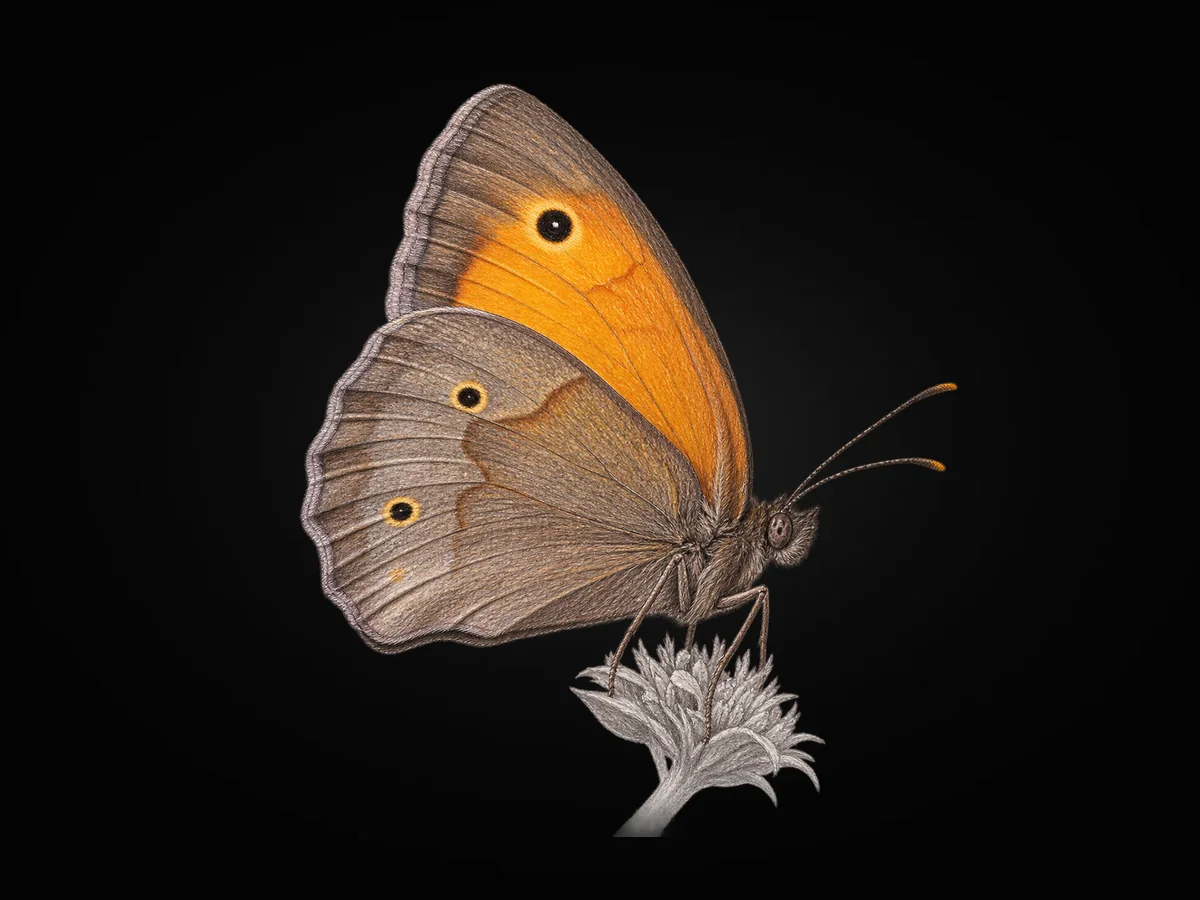 Çayır Esmeri - Kanat altı · Ventral