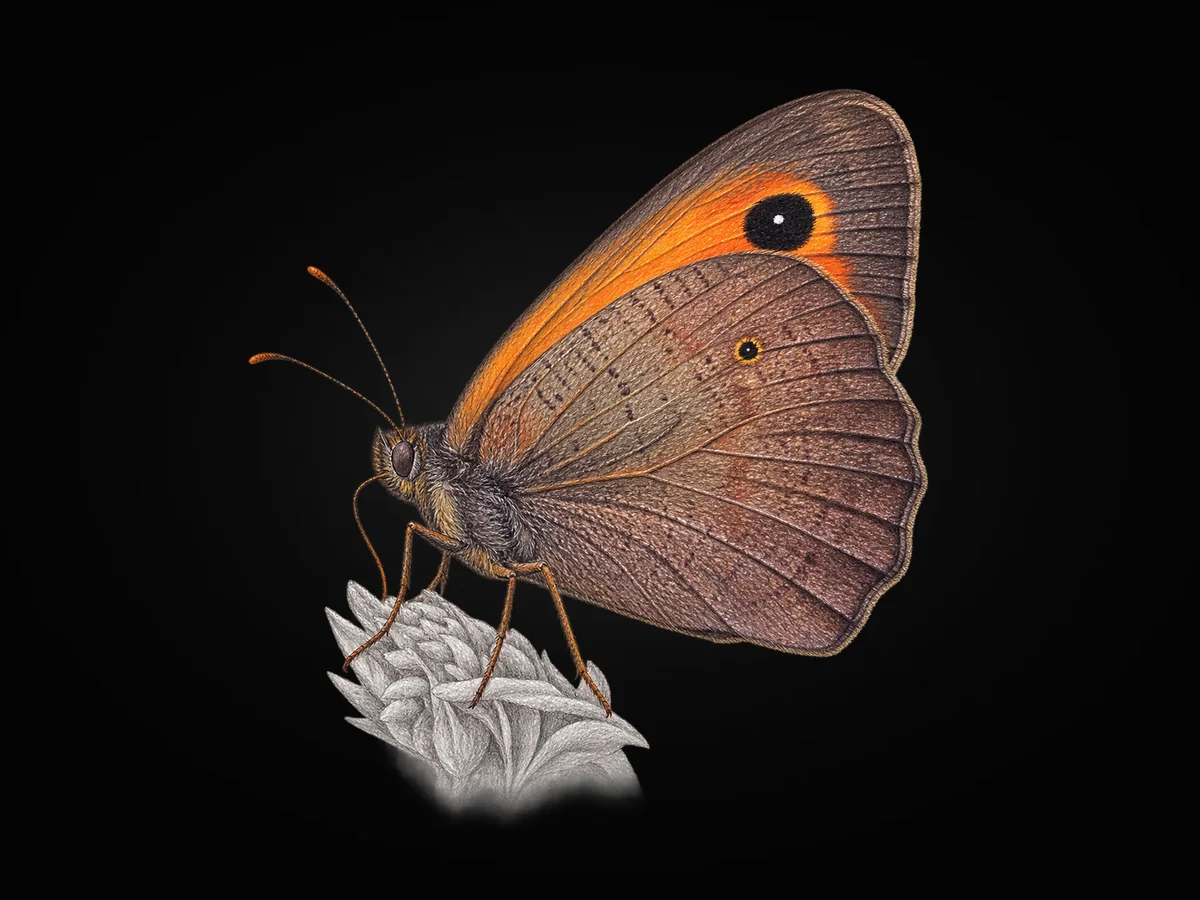 Doğu Çayır Esmeri - Kanat altı · Ventral