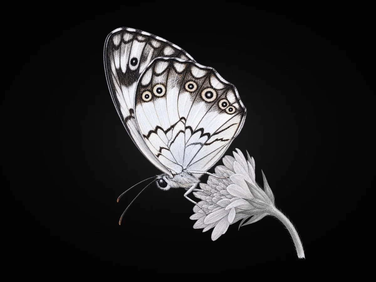 Akdeniz Melikesi - Kanat altı · Ventral