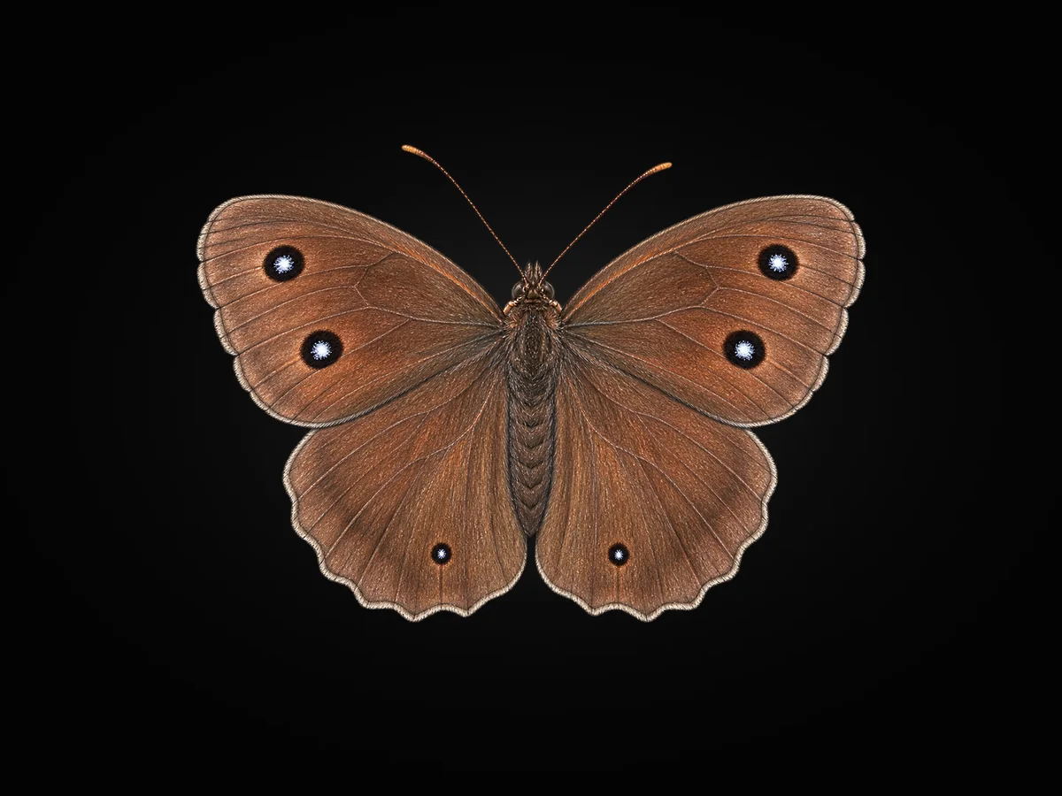 Kara Hayalet - Kanat üstü · Dorsal
